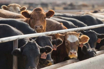 2026 Besilik Erkek Sığır İthalatı Başvuruları Başlıyor