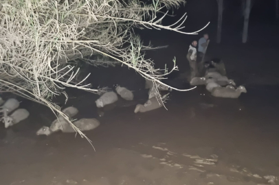 Muğla'da çamurda mahsur kalan koyun sürüsü kurtarıldı