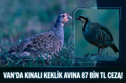 Van’da Kınalı Keklik Avına 87 Bin TL Ceza