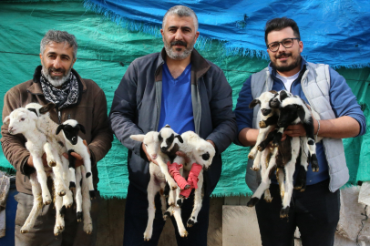 Denizli'de bir koyun tek batında 9 kuzu doğurdu