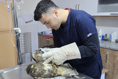 Seydikemer'de Yaralı Şahin Tedavi Altına Alındı