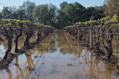 Manisa'da Gediz Nehri Taştı Bağlar Su Altında Kaldı