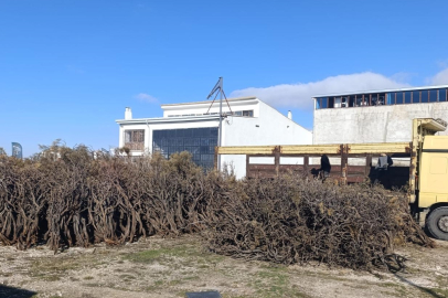 Marmaris'te Toplanan Kuru Gevenler Ekonomiye Kazandırılıyor