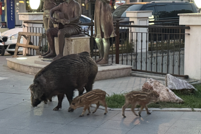 Marmaris'te Yaban Domuzları Yerleşim Alanına İndi