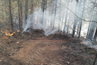 Nazilli'de Orman Yangınında 4 Dönümlük Alan Zarar Gördü