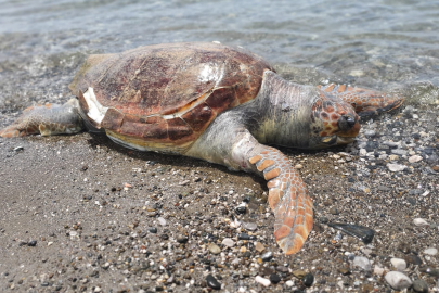 Fethiye'de Ölü Caretta Caretta Sahile Vurdu