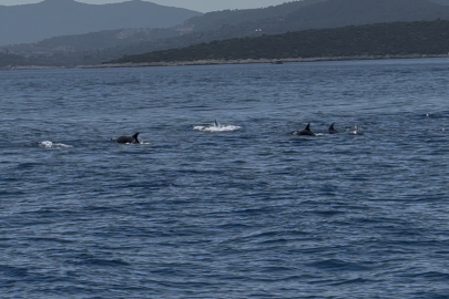Bodrum açıklarında sürü halinde gezen yunuslar görüntülendi