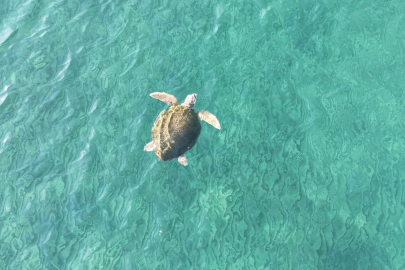 İztuzu Sahili'ndeki caretta caretta yuva sayısı 100'e ulaştı