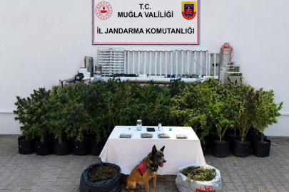 Bodrum'da 56 kök kenevir ve 10 kilogram skunk ele geçirildi