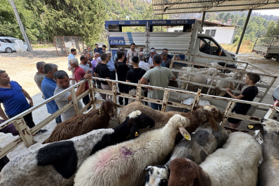 Seydikemer’de yangında hayvanlarını kaybeden çiftçilere 114 küçükbaş hayvan dağıtıldı